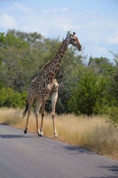 Rondreis Zuid-Afrika in drie weken - Zomaar voor je auto langs