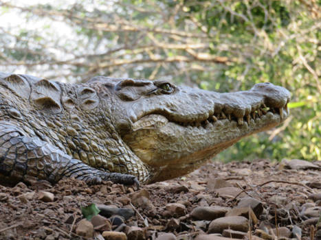 Rondreis van Johannesburg naar Kaapstad - Oog in oog!