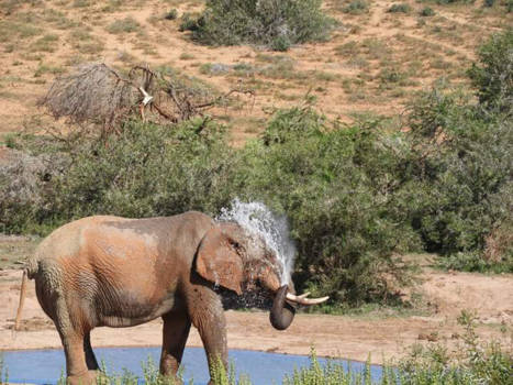 Addo Elephant National Park - Cooling off!