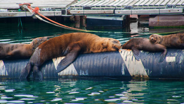 Chapman's Peak Drive - Chill mode is on in Hout Bay