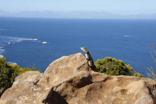 Chapman's Peak Drive - Resident of the area