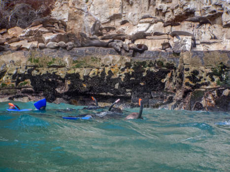 Plettenbergbaai - snorkelen met de zeeleeuwen