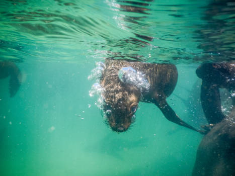 Plettenbergbaai - snorkelen met de zeeleeuwen