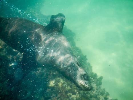 Plettenbergbaai - snorkelen met de zeeleeuwen