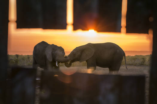 Addo Elephant National Park - Gluren naar de olifantenq