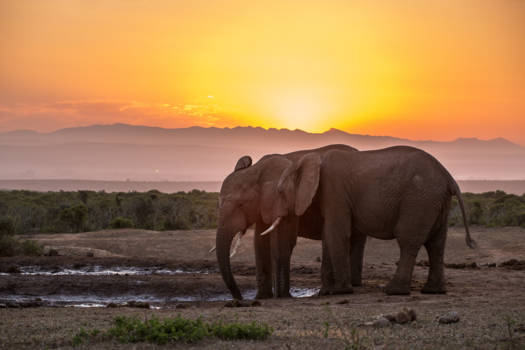 Addo Elephant National Park - Olifanten bij zonsondergang