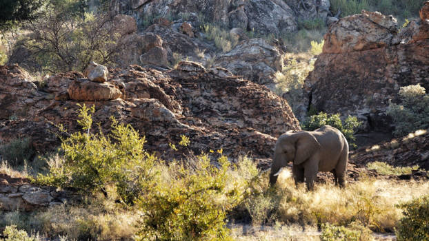 Mapungubwe National Park - Olifanten