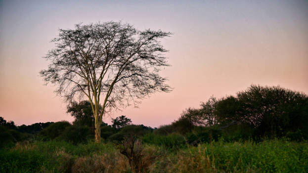 Limpopo - Fever Tree met zonsondergang
