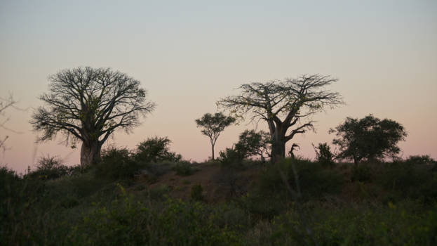 Limpopo - Baobabbomen