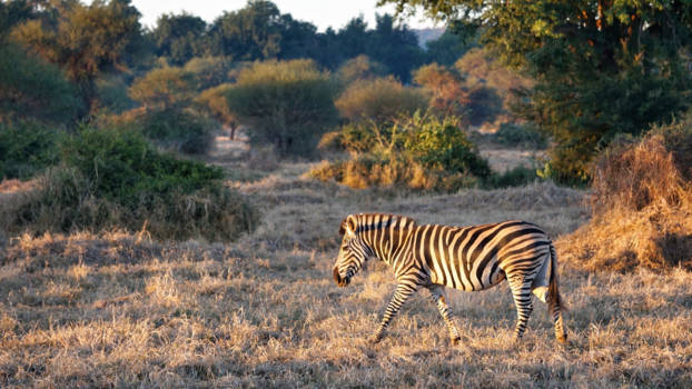 Limpopo - Zebra