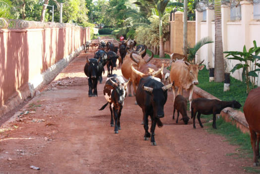 Rondreis Zuid-Afrika in drie weken - Stop!!! Koeien eerst. In een buitenwijk van Kampala, Uganda.