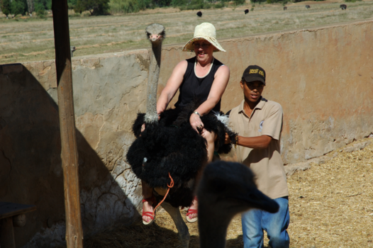 Rondreis Zuid-Afrika in drie weken - Struisvogelpolitiek