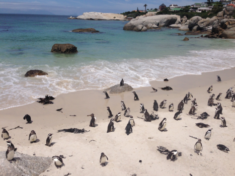 Boulders Beach - Zon, zee, strand en pinguïns