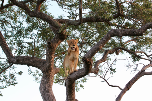 Rondreis Zuid-Afrika in twee weken - Bang voor de olifant
