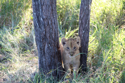 Sabi Sand Game Reserve - Lion cub in the afternoon sun ☀