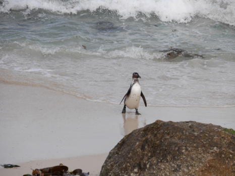 Boulders Beach