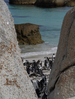 Boulders Beach