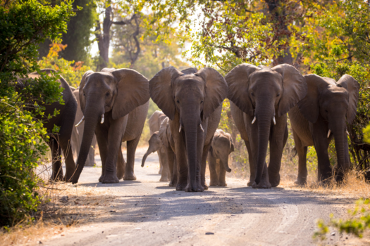 Krugerpark - Road block