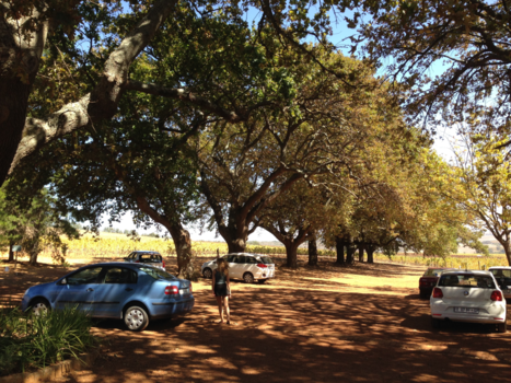 Stellenbosch - Stellenbosch