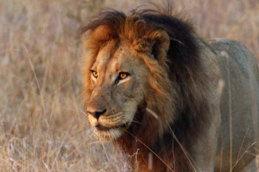 Krugerpark - ‘De leeuw’