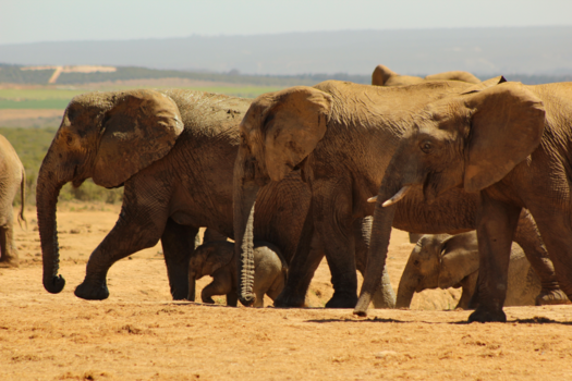 Addo Elephant National Park - De Optocht