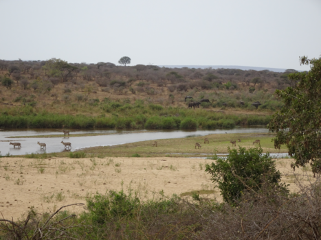 Krugerpark - Panorama in Zuid-Afrika