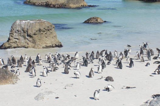 Kaap de Goede Hoop - Iemand een pinguin'tje ?