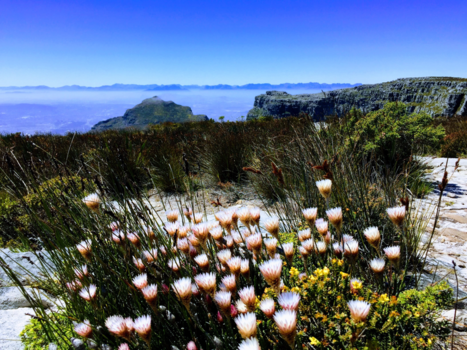 Tafelberg - Table Mountain in Spring
