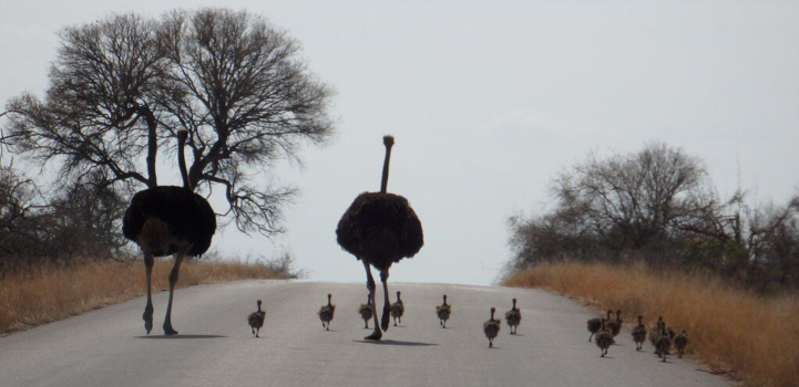 Krugerpark - Happy Family