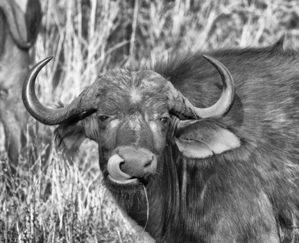 Krugerpark - ‘Neustongbuffel’ ;-)