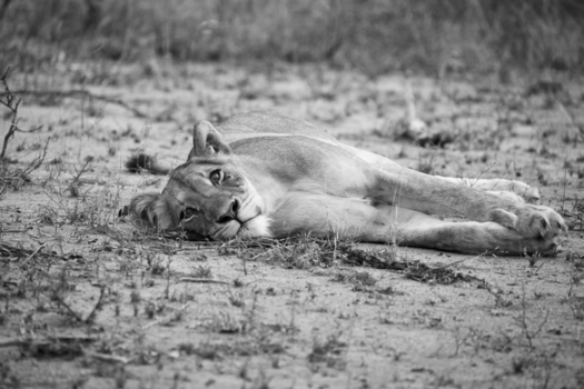 Krugerpark - Relaxed but alert....
