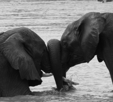 Krugerpark - Trunked