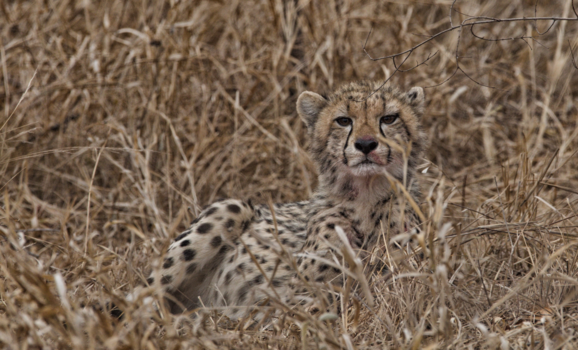 Krugerpark - Camouflage
