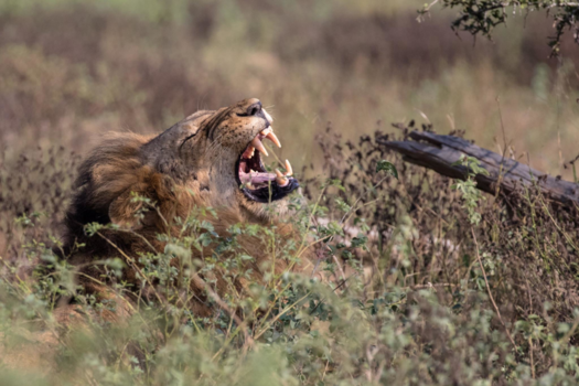 Krugerpark - Roaarrrr !