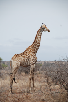 Krugerpark - De schoonheid van Krugerpark