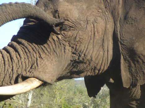 West-Kaap - Opvang olifanten bij Botlierskop