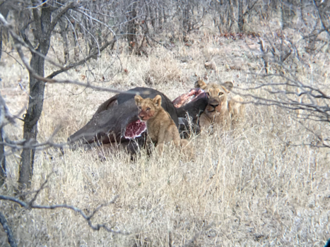 Krugerpark - Etenstijd