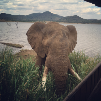 Pilanesberg National Park - It was the most beautiful time of the year already!