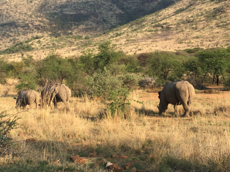 Pilanesberg National Park - Familie