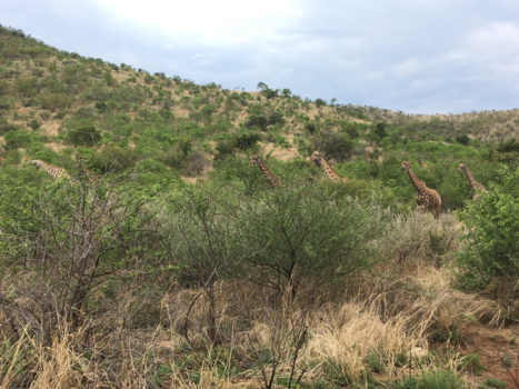 Pilanesberg National Park - Stelletje langnekken