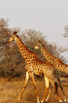 Rondreis Zuid-Afrika in drie weken - Gracieus dier!
