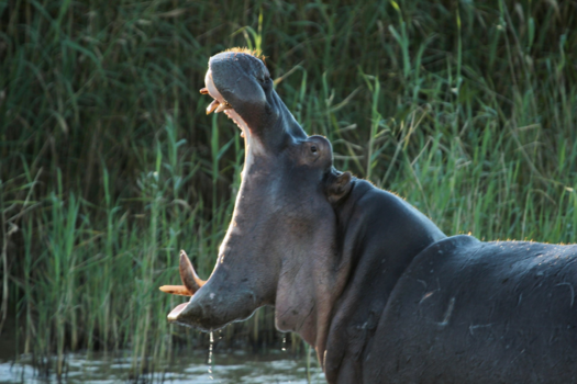 Rondreis Zuid-Afrika in drie weken - Even showtje weggeven!
