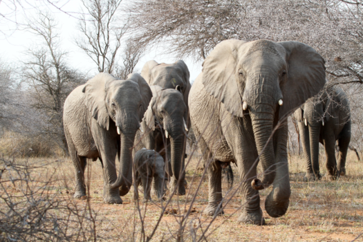Rondreis Zuid-Afrika in drie weken - Olifanten familie in Thornybush