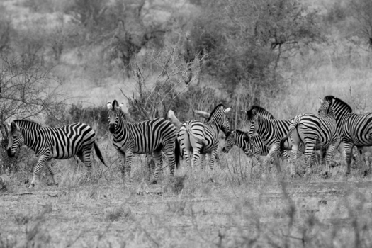 Rondreis Zuid-Afrika in drie weken - Zebra's hebben een streepje voor in Kruger