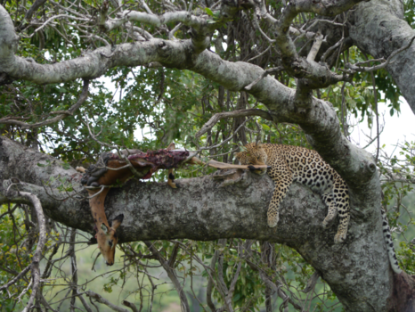Krugerpark - Gelukzalig verzadigd
