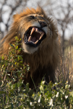 Mpumalanga - Lion King