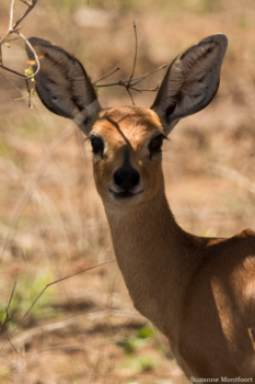 Mpumalanga - Steenbokkie