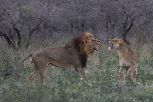 Mpumalanga - De paring