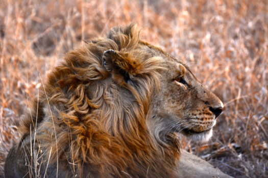 Rondreis van Johannesburg naar Kaapstad - One of the big five " the Lion"
