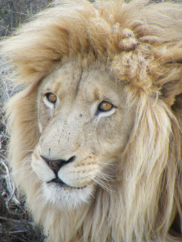 West-Kaap - #Lion